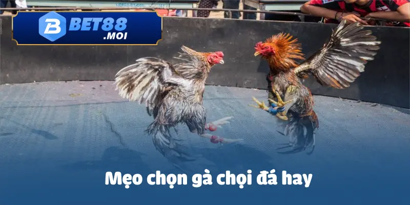 Mẹo Chọn Gà Chọi Đá Hay – Những Tiêu Chí Quan Trọng Không Thể Bỏ Qua